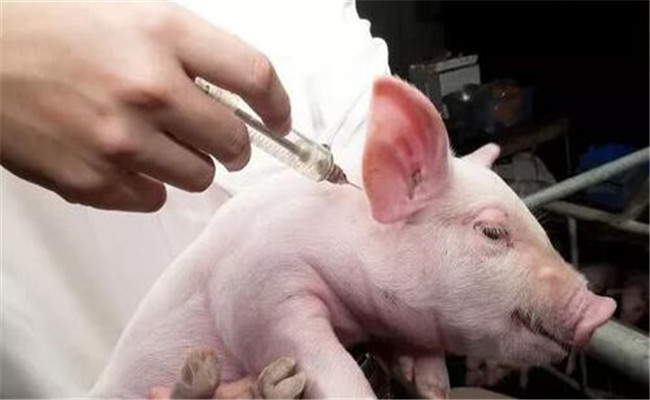 猪疫苗的接种方法 制定免疫程序应考虑的问题