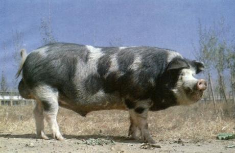 种公猪配种 种公猪的饲养管理方法