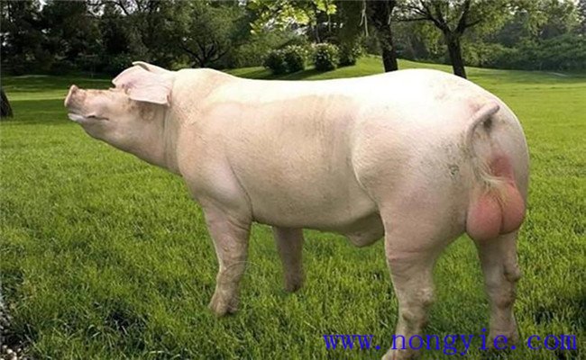 种公猪的营养需要及饲料配制