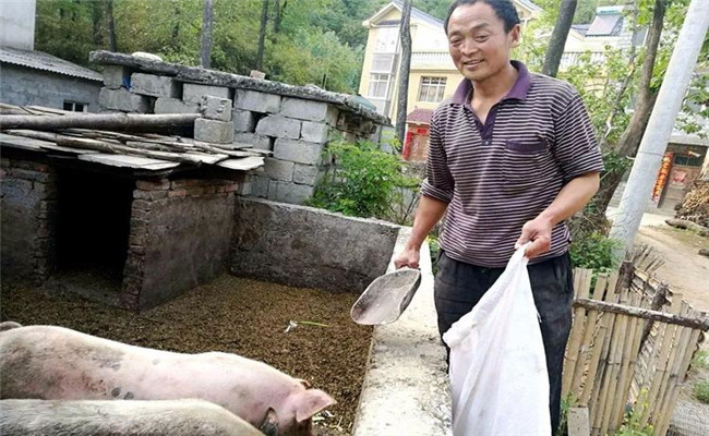 农村庭院养猪的优势与好处是什么？
