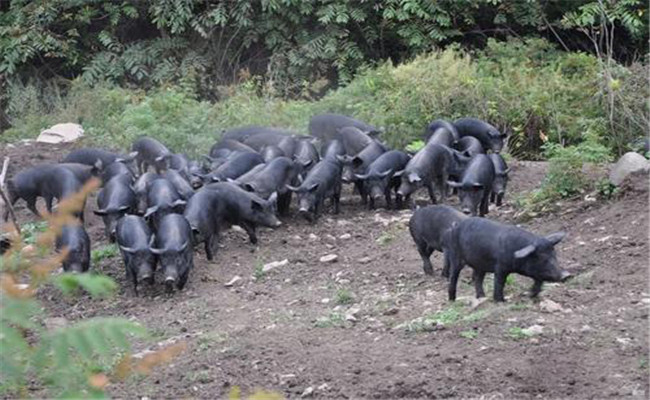 中国十大黑猪原产地及养殖现状
