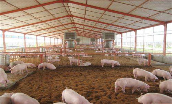 养猪饲粮配制方法