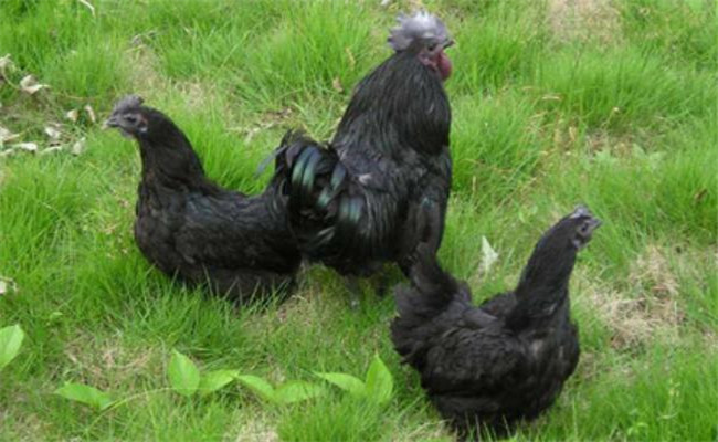 中国黑凤鸡不同时期的饲养管理技术