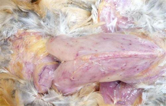 鸡住白细胞原虫病的临床与剖检症状