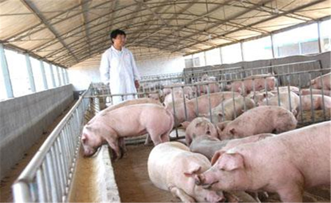 农村规模猪场怎样合理使用生殖激素繁育仔猪