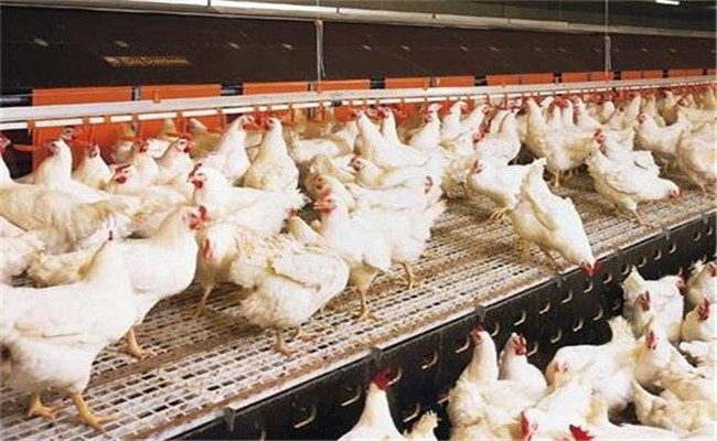 怎样提高肉鸡采食量 提高增重速度和饲料利用率