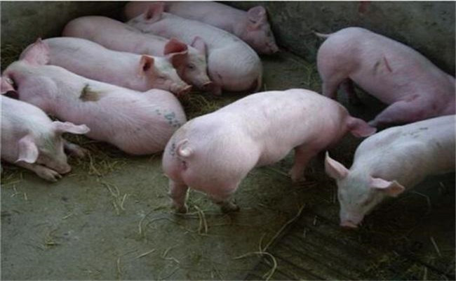 育肥猪适宜环境温度是多少？猪的温度管理方法