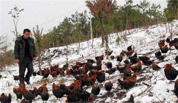蛋鸡冬季饲养管理
