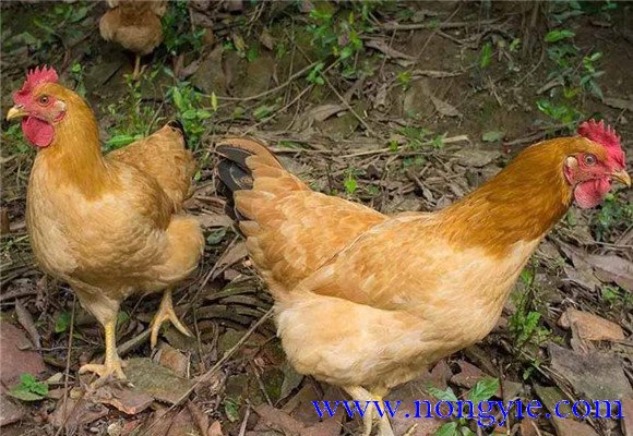 三黄鸡是什么鸡?三黄鸡养殖技术