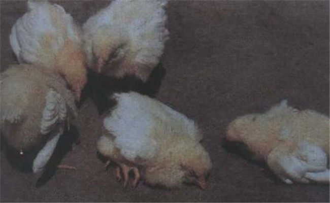 如何预防禽（鸡）曲霉菌病，有哪些主要症状？