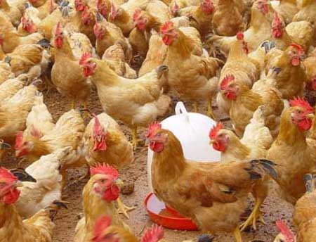养鸡要重视鸡场的环境卫生管理工作