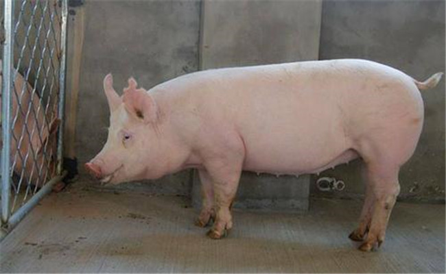 挑选种公猪标准是什么？种公猪饲养与管理要点