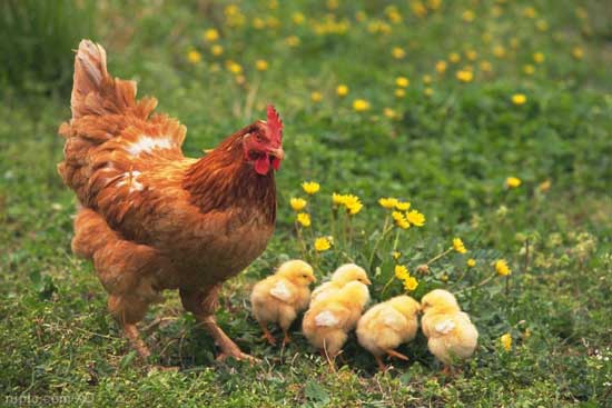 养鸡过程中的鸡痘的预防和治疗方法