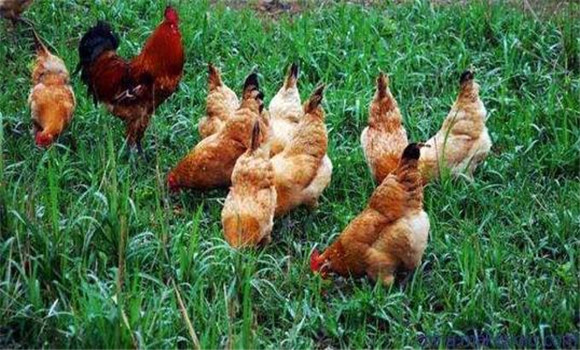 土鸡和蛋鸡有什么区别 土鸡与蛋鸡饲养技术要点