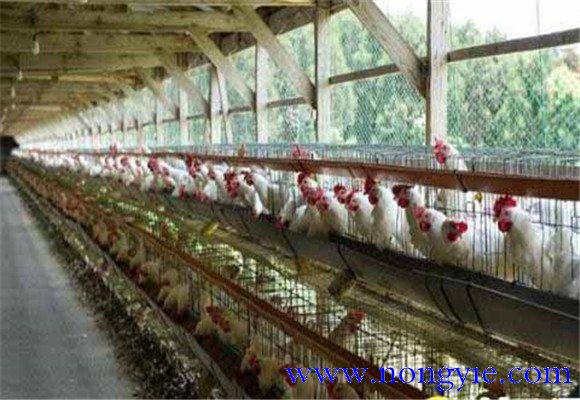 笼养肉鸡舍内养殖环境的控制方法