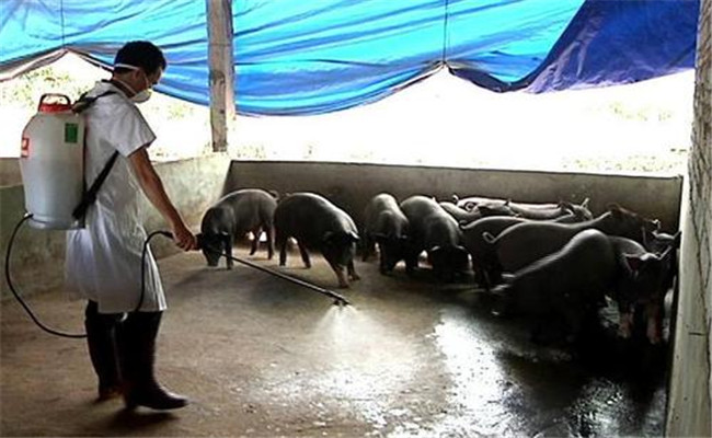 影响猪舍消毒剂效力的因素 猪舍消毒品使用方法