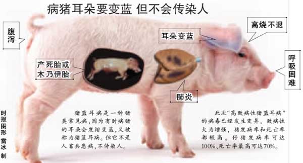 猪蓝耳病的临床表现