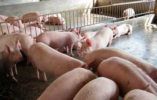 如何才能提高养猪的经济效益