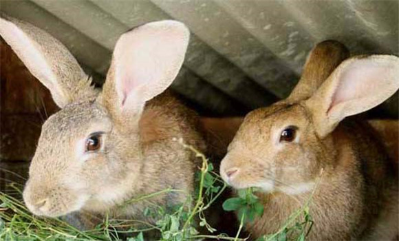 家兔的饲养方法 家兔怎么养才能效益高