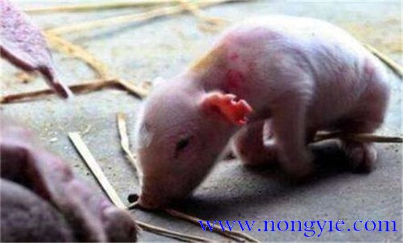 哺乳仔猪的饲养管理要点及注意事项