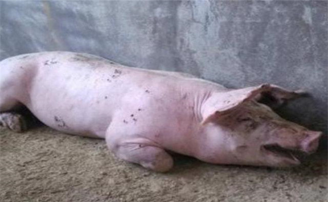 引起猪高热和皮肤有紫斑的疾病有哪些？