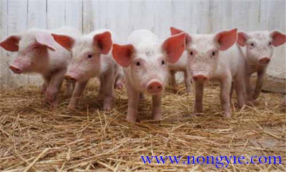 断奶仔猪的饲养管理需注意的五个问题