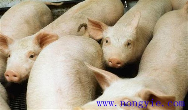 猪高热流感的具体症状