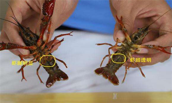 小龙虾亲虾雌雄鉴别