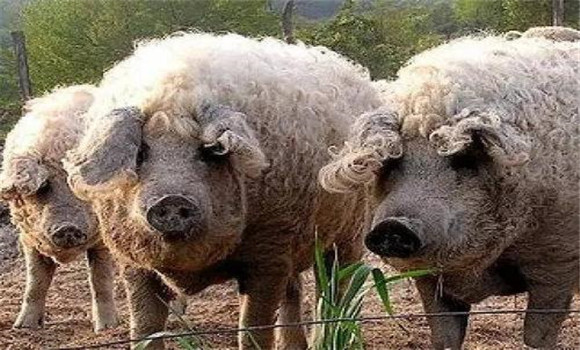 中国有没有绵羊猪种