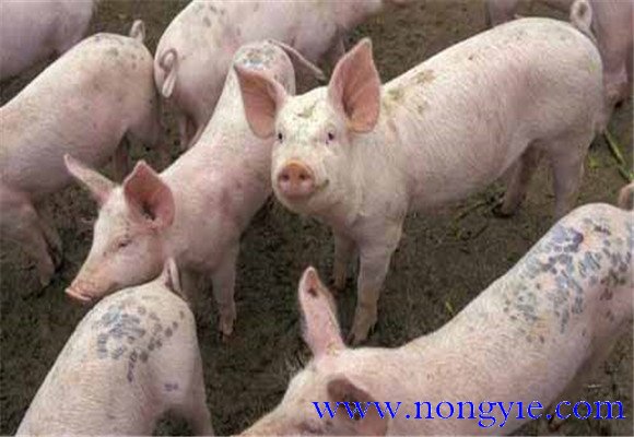 猪圆环病毒病与副猪嗜血杆菌病混合感染的诊治
