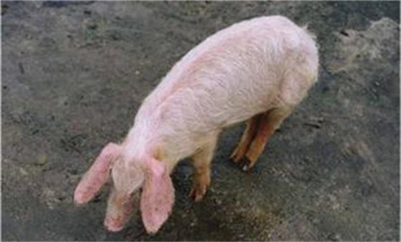 什么叫僵猪，造成僵猪的原因和预防措施是什么
