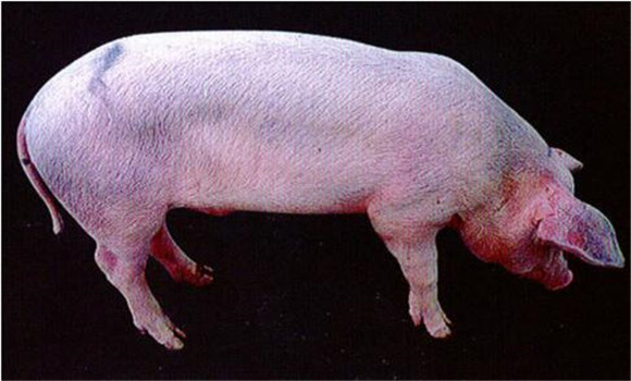 猪繁殖与呼吸综合征如何治疗