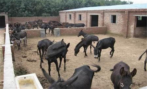 养殖肉驴的圈舍选址与布局