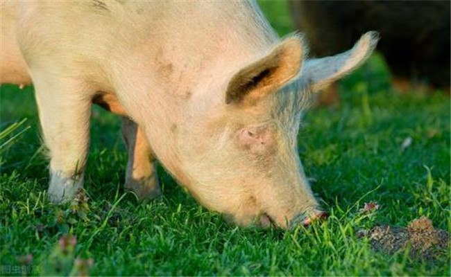 猪霉菌性腹泻有哪些症状 猪霉菌性腹泻如何治疗