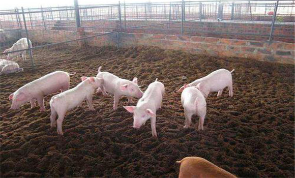 发酵床养猪优缺点主要表现在哪些方面