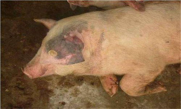 猪的常见传染病有哪几种？如何防治？