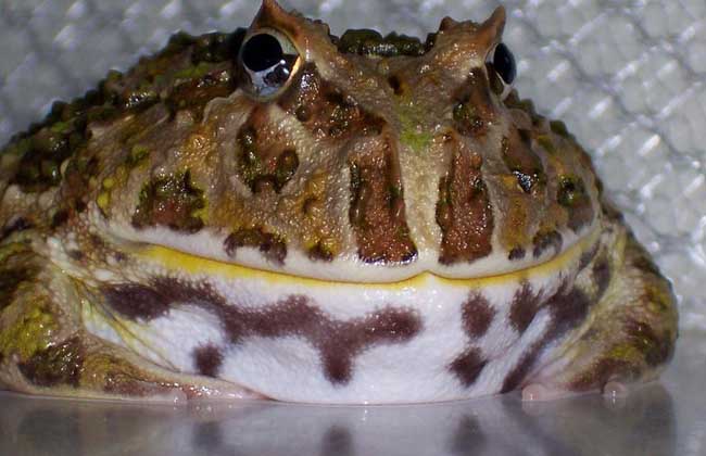 角蛙的饲喂方法