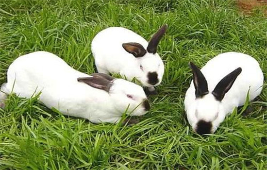 兔子的繁殖能力有多强 较好的兔繁殖方式