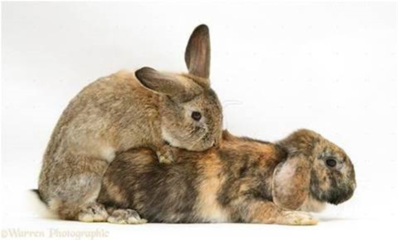 家兔配种方式有哪几种