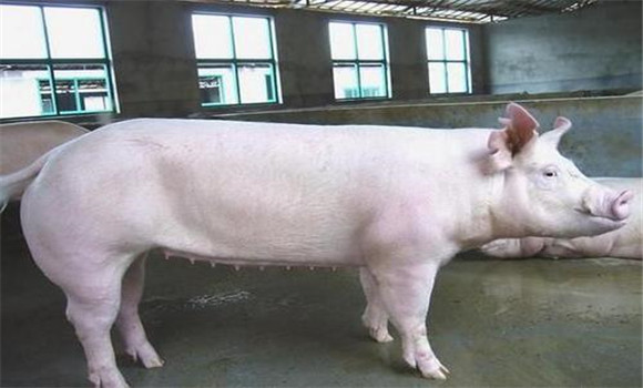 瘦肉型猪品种有几种