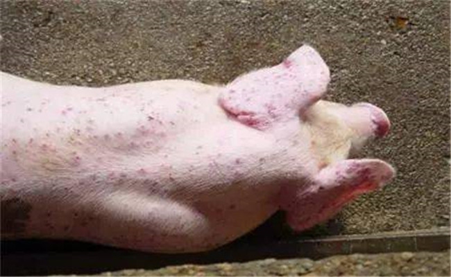 猪附红细胞体病的症状与防治技术要点