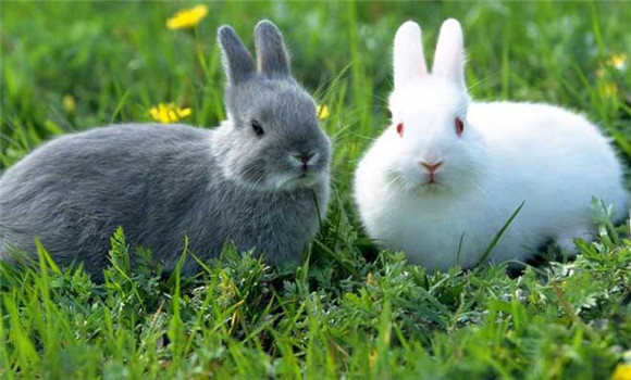 家兔怎么养 春节家兔的繁殖方法