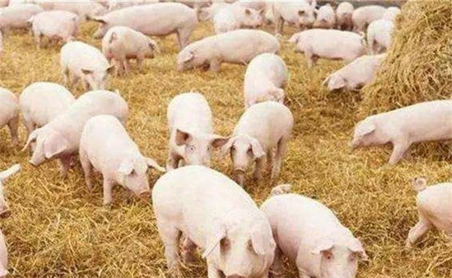 猪崽生长的适宜温度 冬季幼猪崽如何防寒保暖