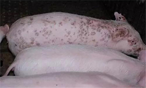 猪痘的症状及防治方法，猪痘用什么药治