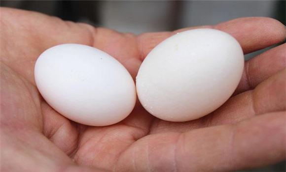 人工孵鸽子蛋温度多少？人工孵鸽子蛋的方法