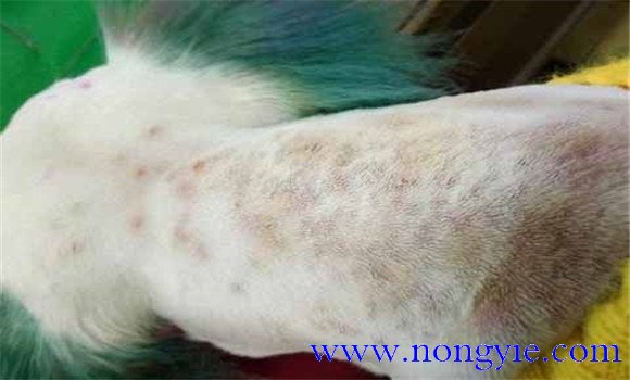 犬真菌性皮肤病的临床症状