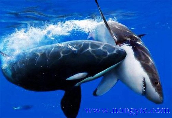 虎鲸吃什么食物 虎鲸vs大白鲨谁厉害