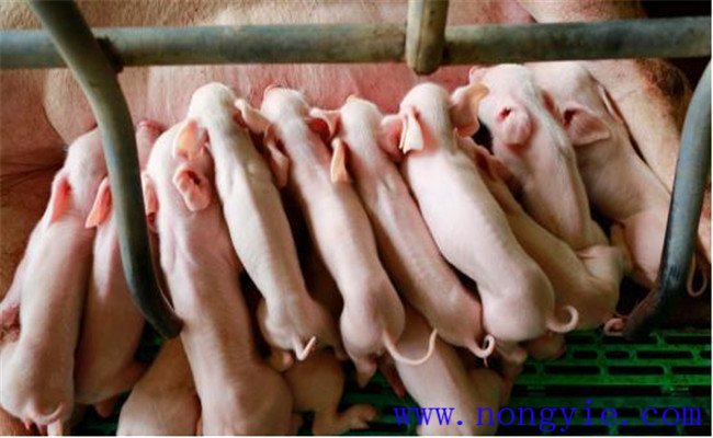 哺乳仔猪的生理特点，哺乳仔猪的饲养管理要点