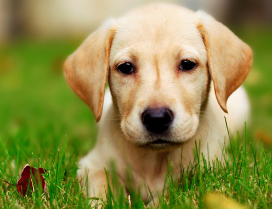 犬细小病毒有哪两种类型 犬细小病毒的防治措施