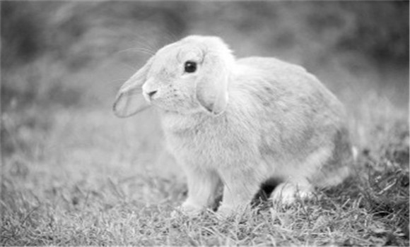 兔大肠杆菌病如何治疗